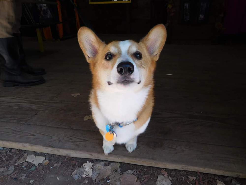 Cashew the corgi
