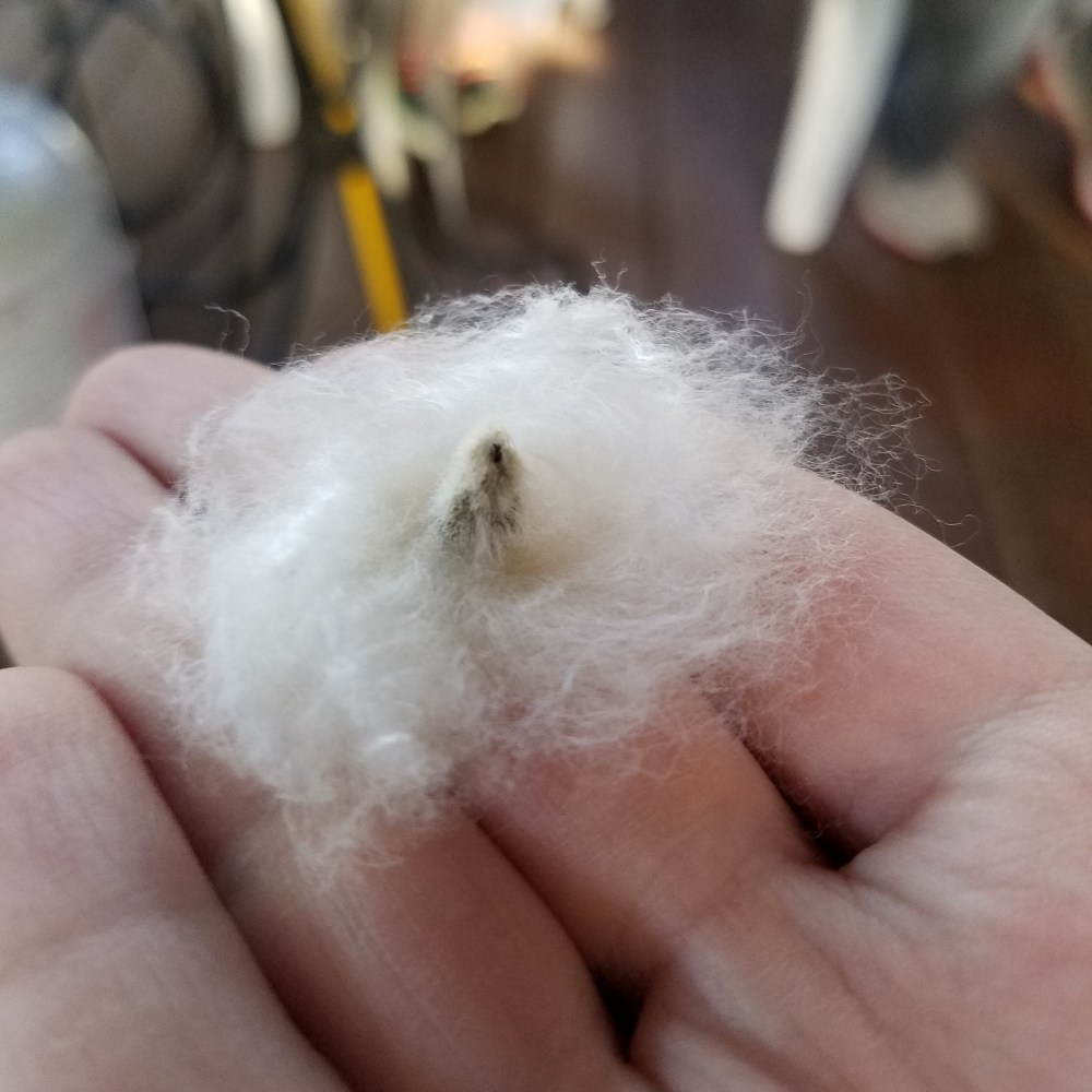 Pulling cotton from seed