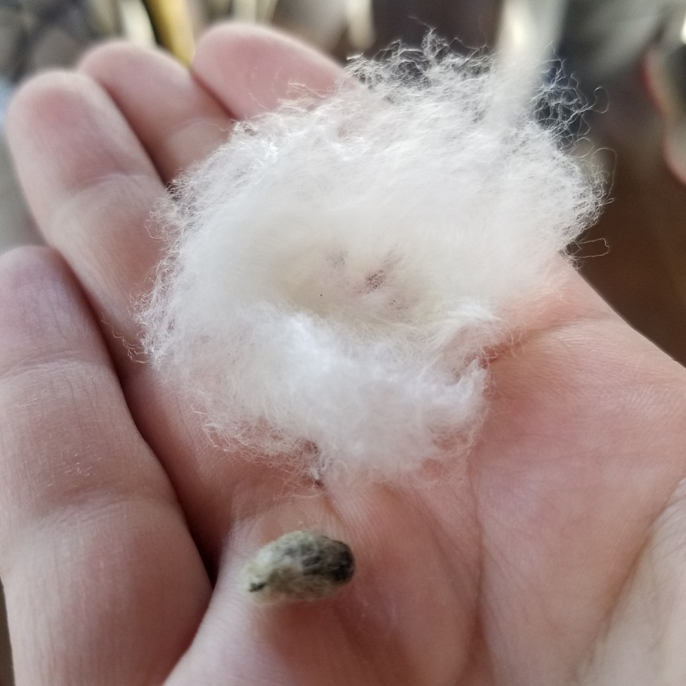 Cotton and seed