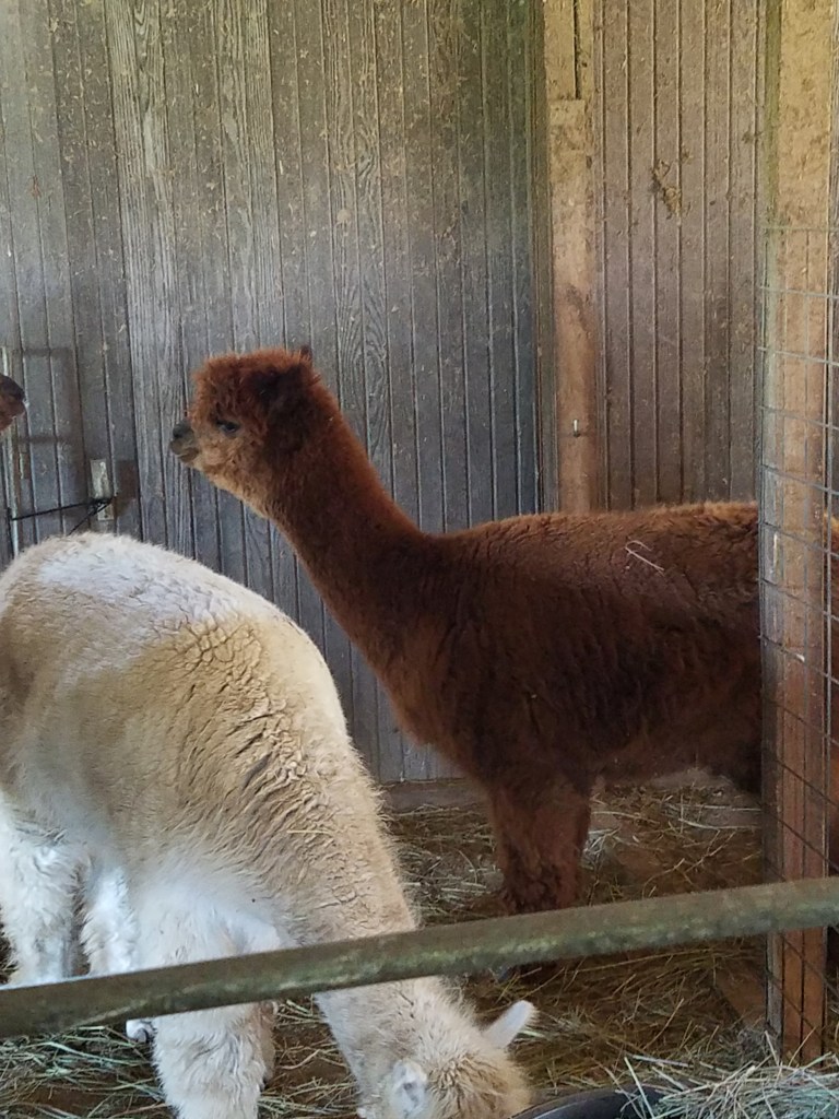 fluffy alpaca Reba