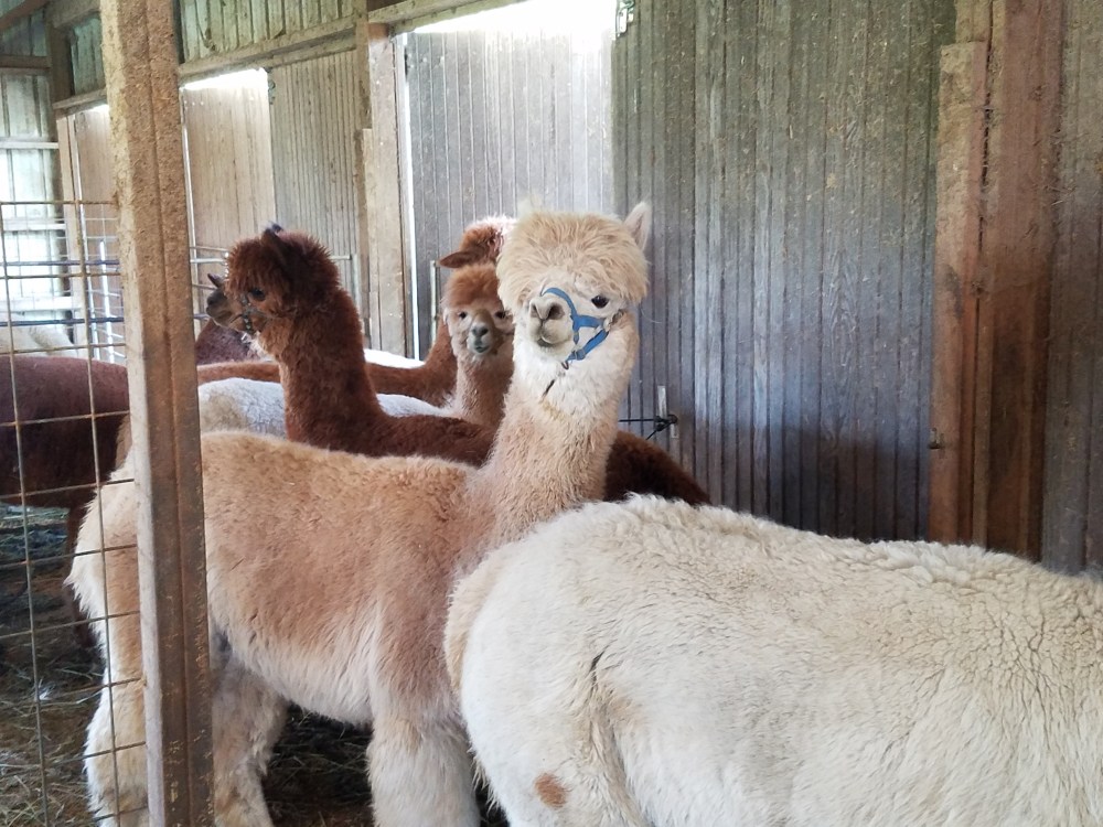 herd of alpacas