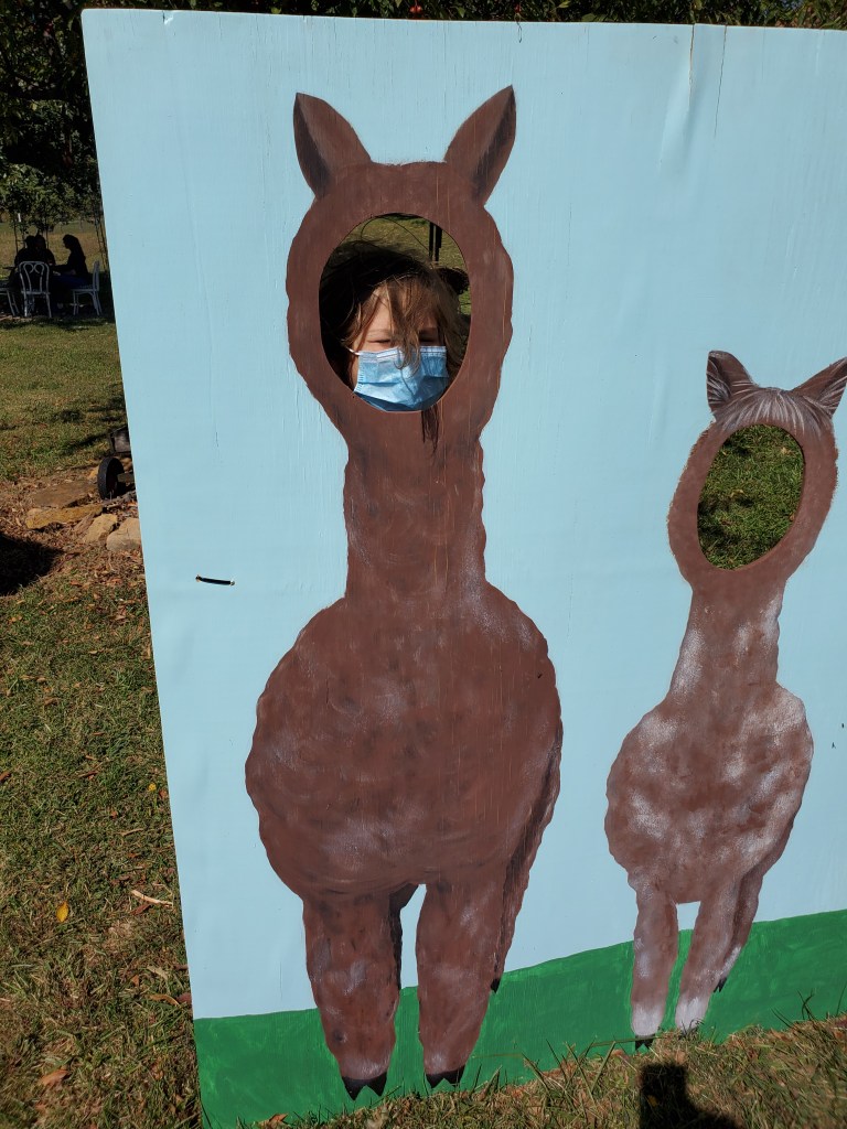 Ben's masked face in an alpaca photo op