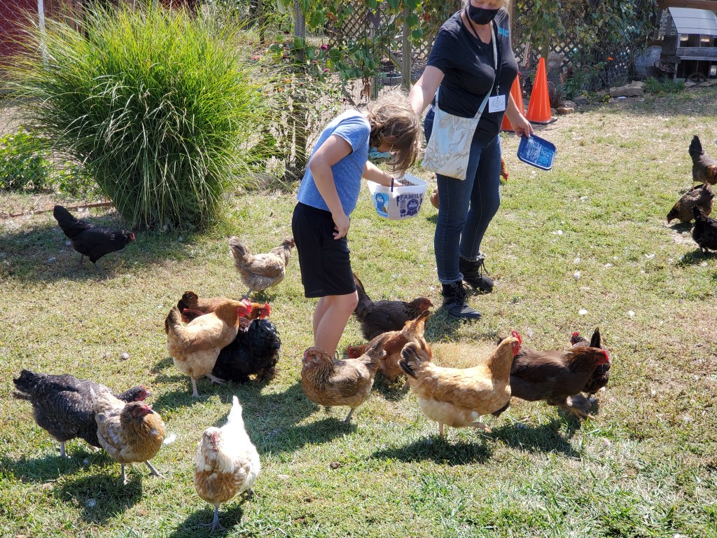 Ben feeding chickens