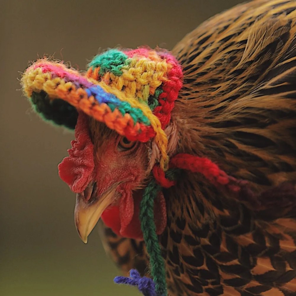 Chicken in a rainbow crocheted bonnet